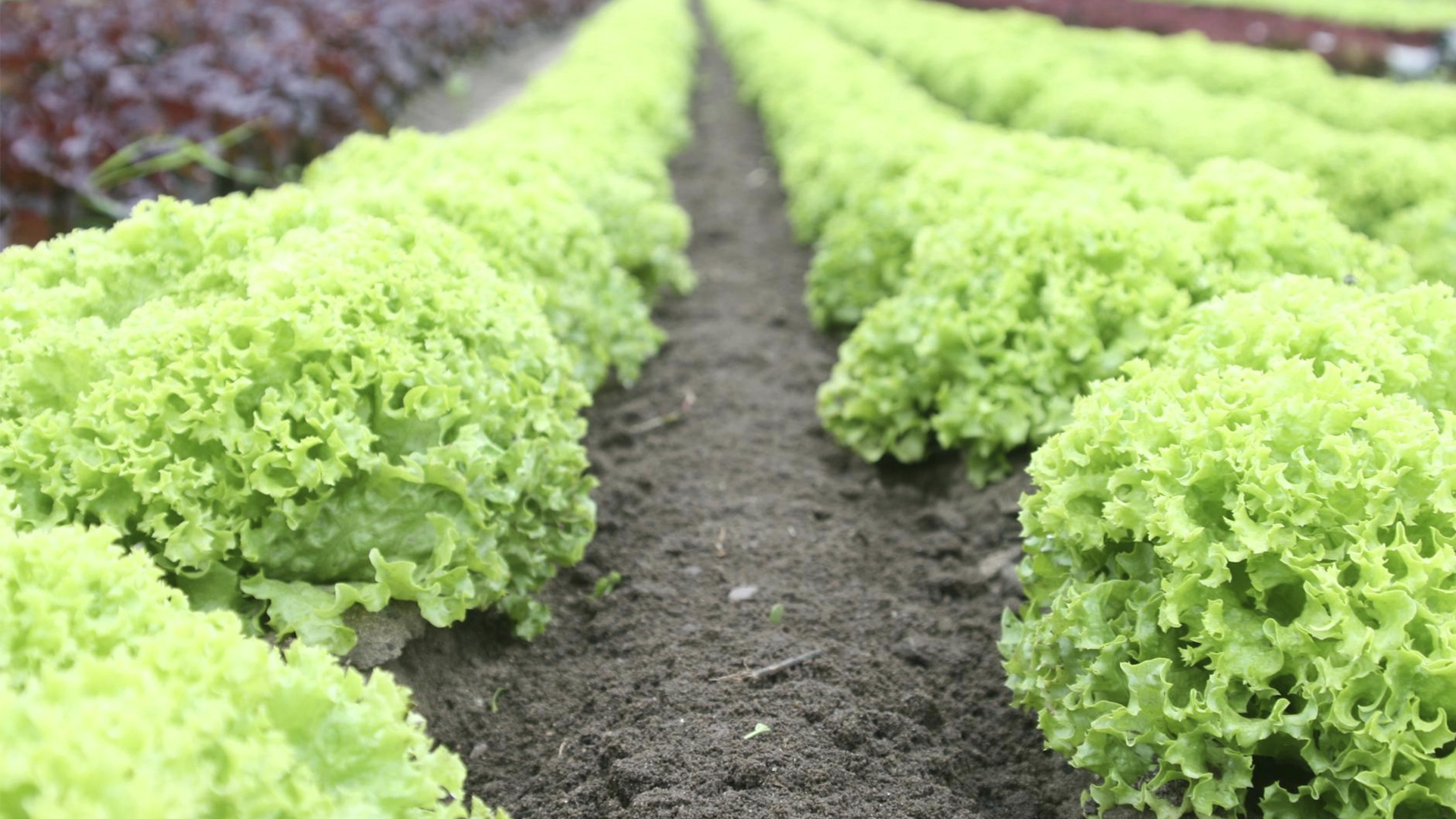 Campos de cultivo Alte Agroservicios