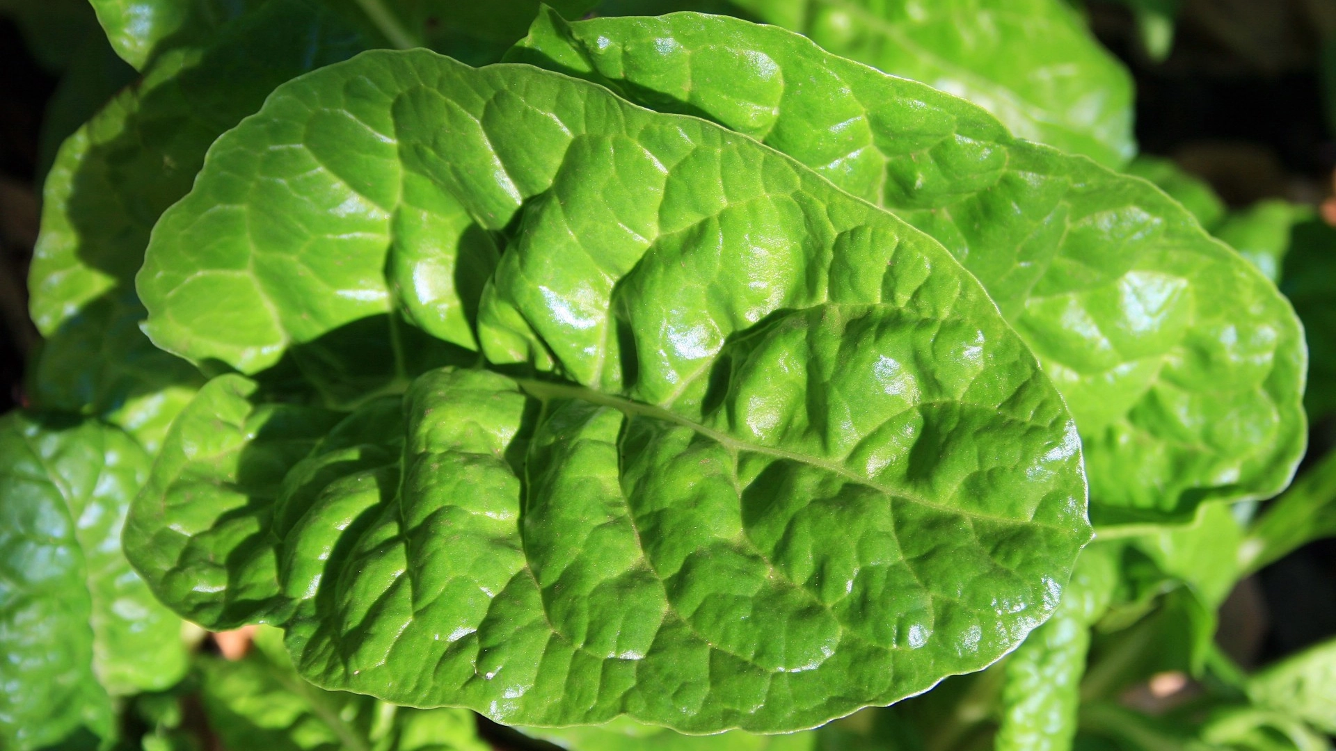 Espinaca Fresca